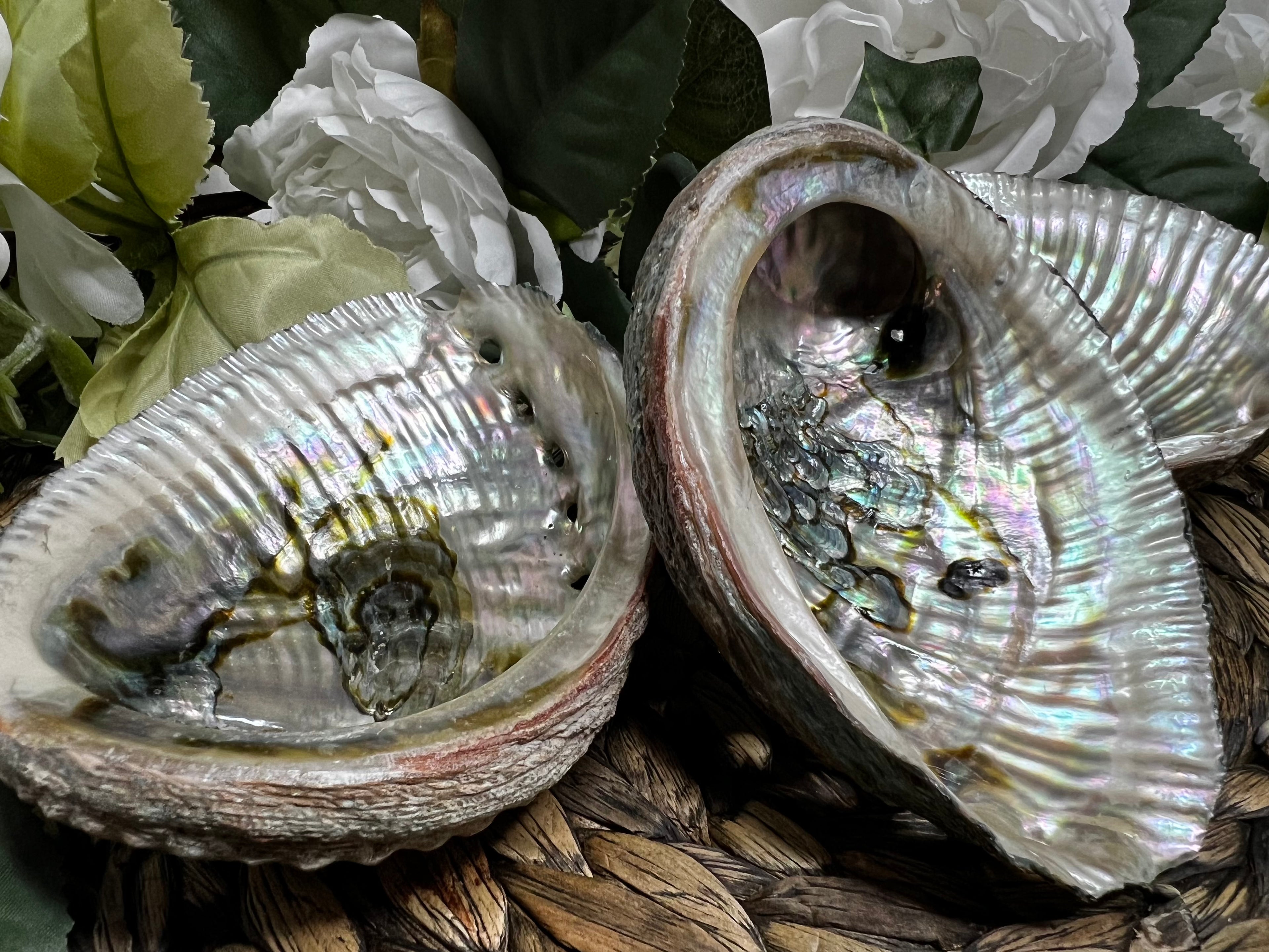 Fossils & Shells