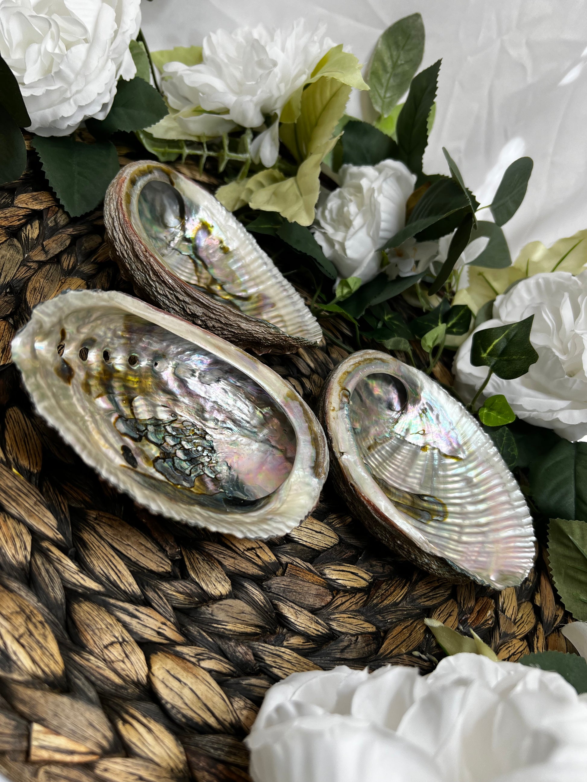 Abalone Shell
