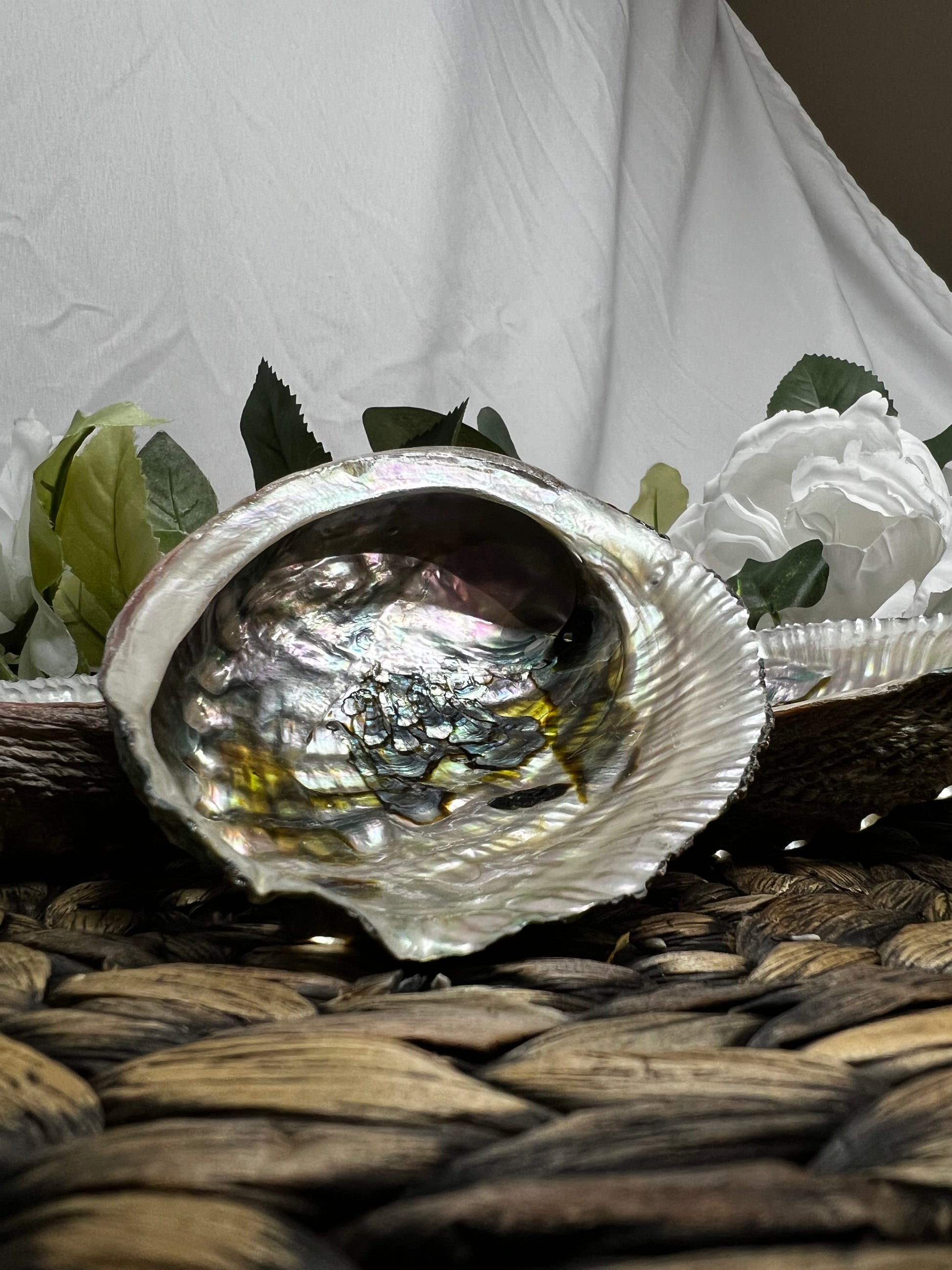 Abalone Shell