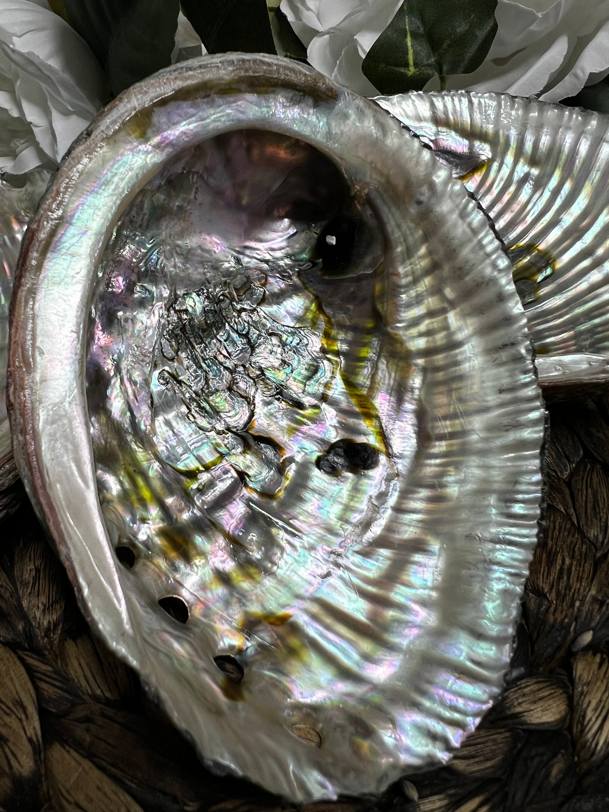 Abalone Shell
