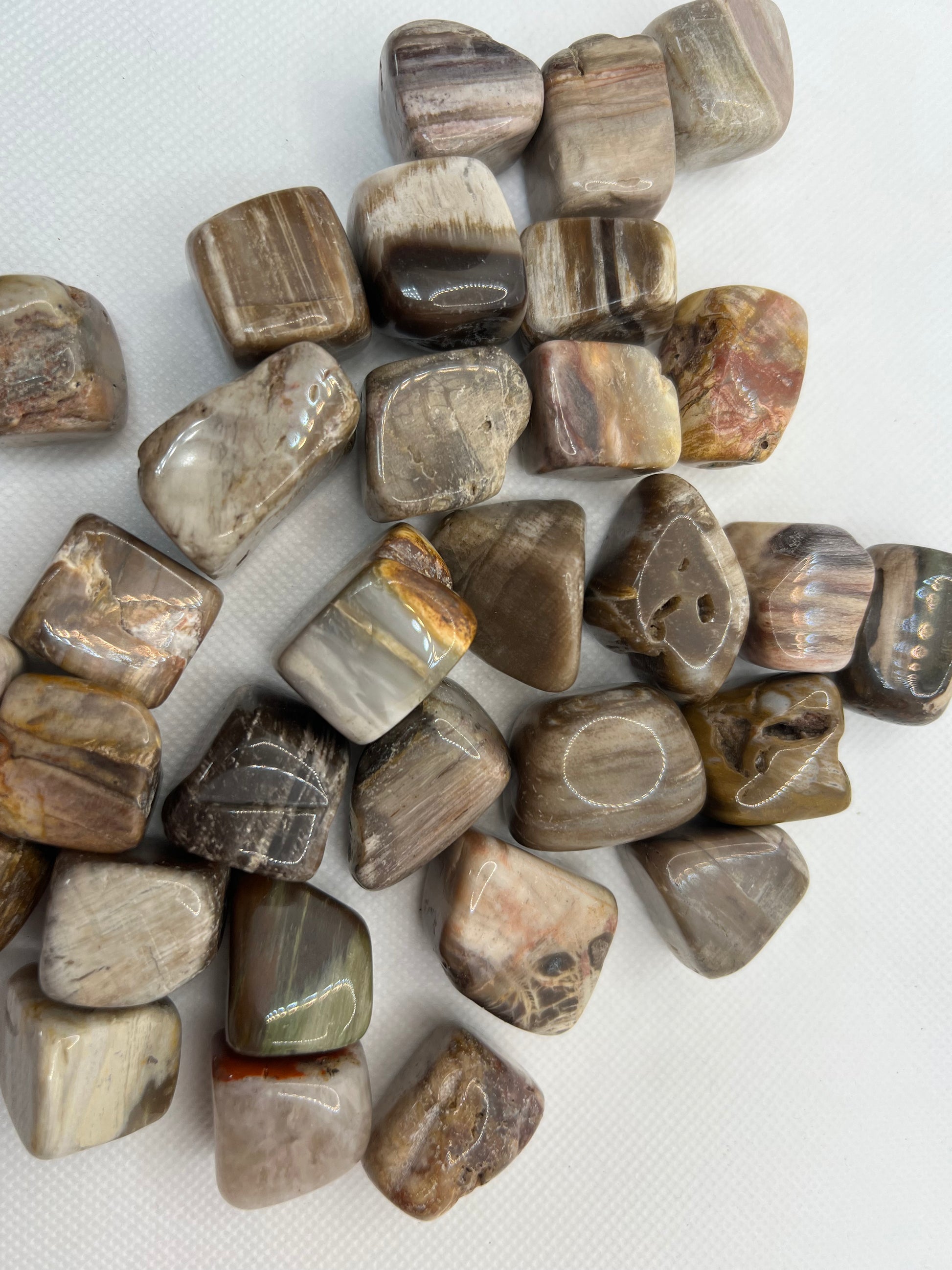 Petrified Wood Tumbles