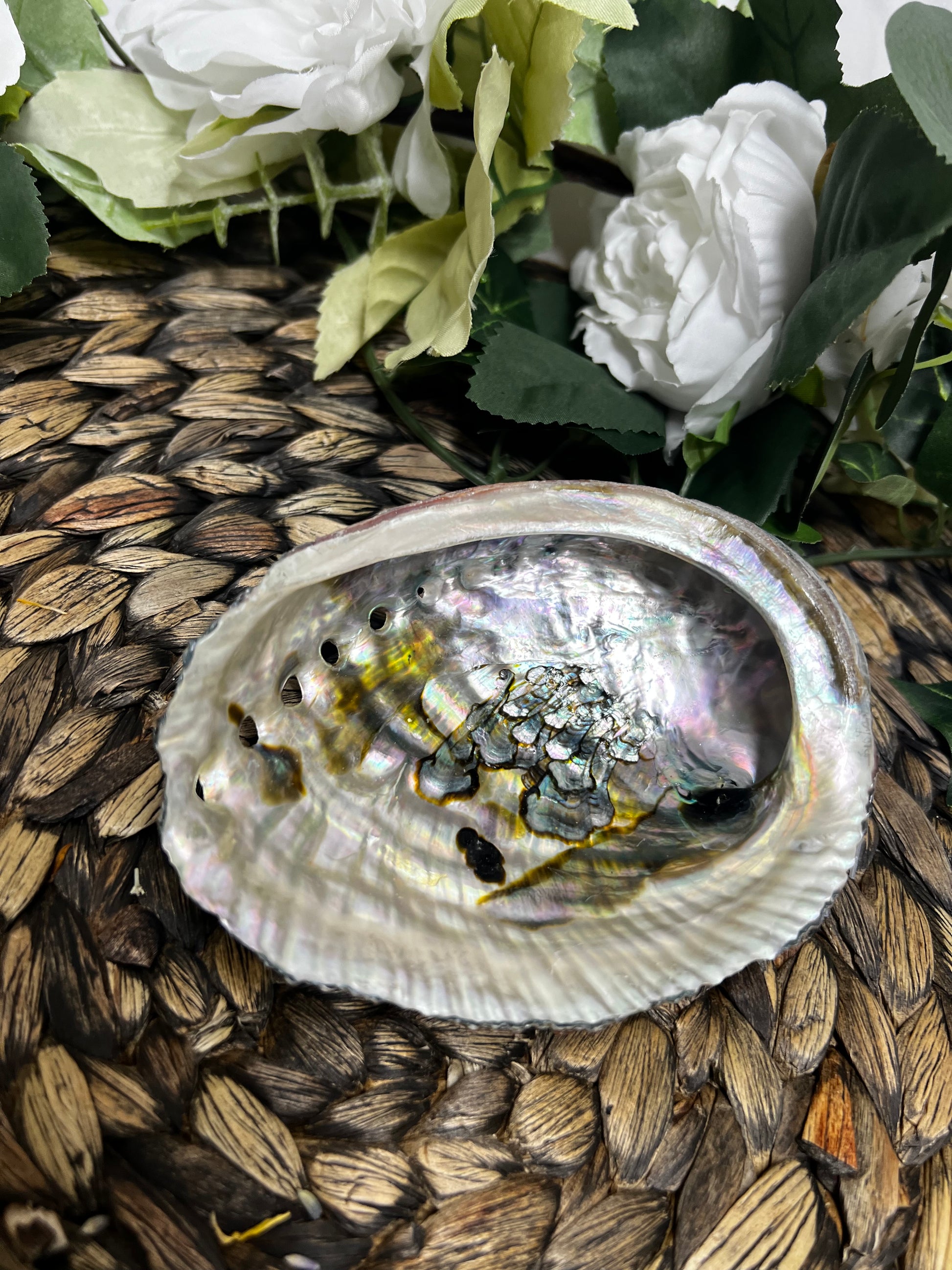 Abalone Shell