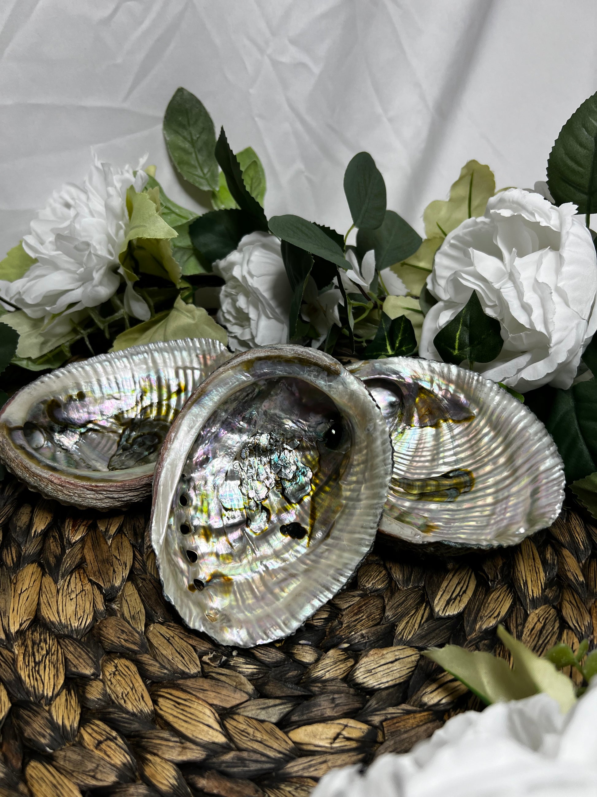 Abalone Shell