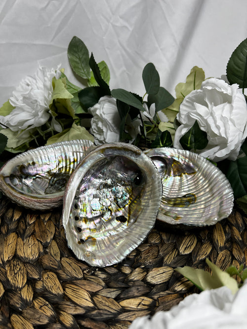 Abalone Shell