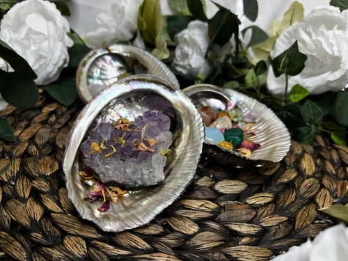 Abalone Shell