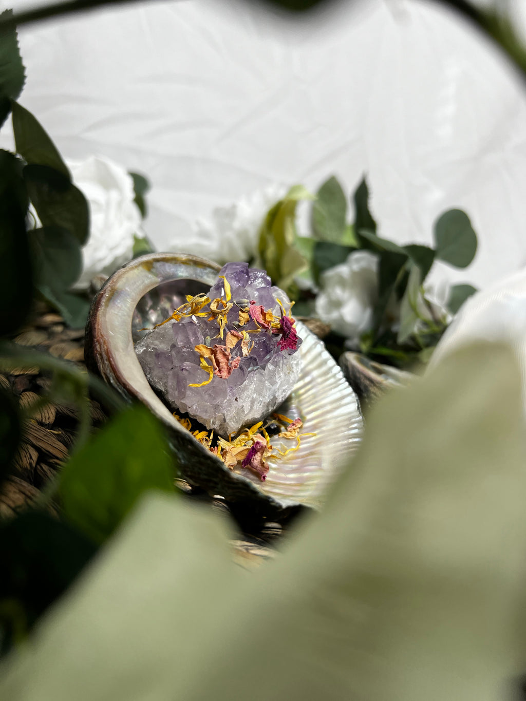 Abalone Shell