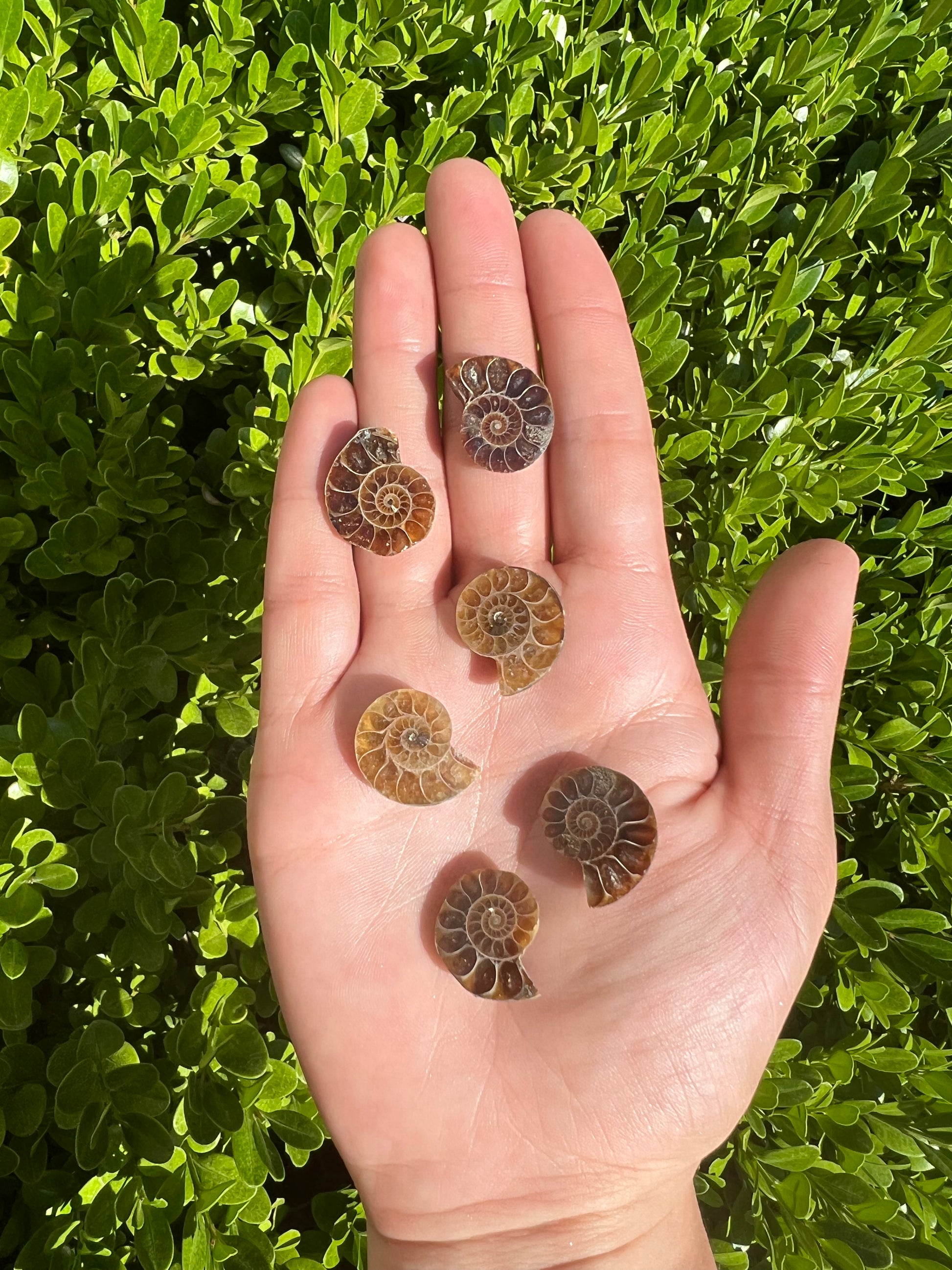 Ammonite Pairs