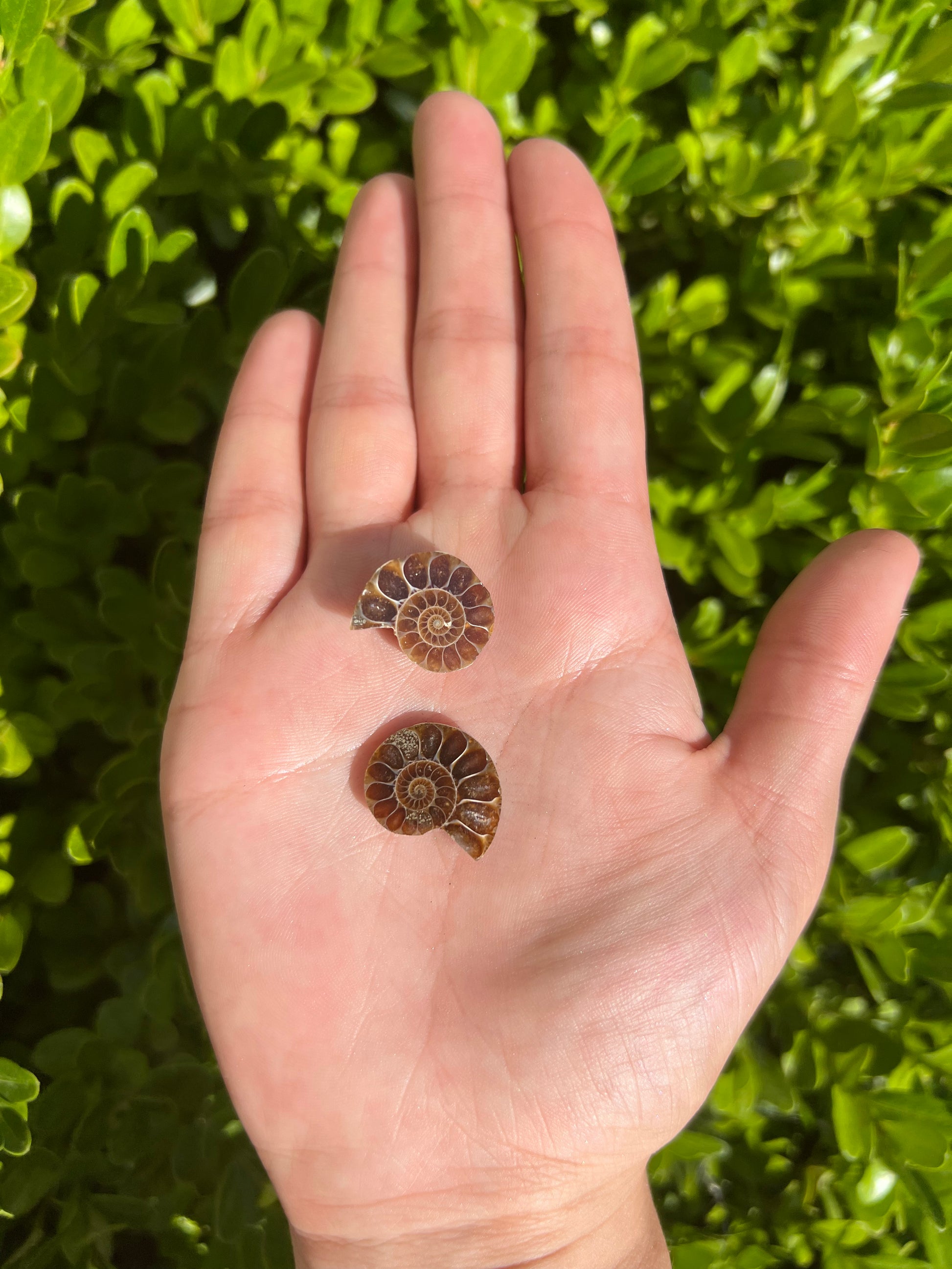 Ammonite Pairs